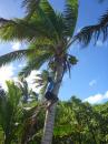 Climbing for coconuts: This kid was up a huge coconut tree in seconds gathering coconuts for refreshing drinks